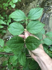 Philadelphus hirsutus