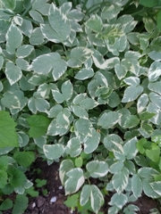 Aegopodium podagraria