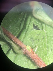 Philadelphus hirsutus