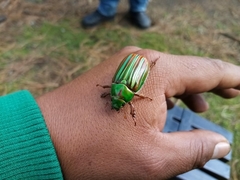 Chrysina adelaida