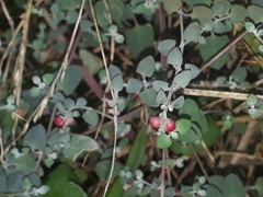 Chenopodium triandrum