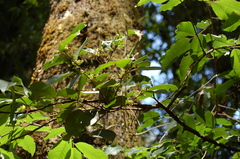 Celastrus vulcanicola