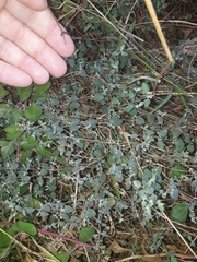 Chenopodium triandrum