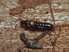 Phloeopora testacea