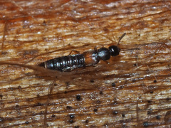 Phloeopora testacea