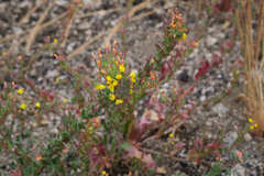 Camissoniopsis hirtella