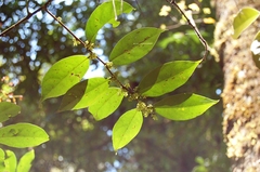 Celastrus vulcanicola