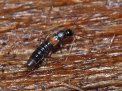 Phloeopora testacea