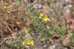Camissoniopsis hirtella