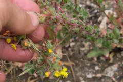 Camissoniopsis hirtella