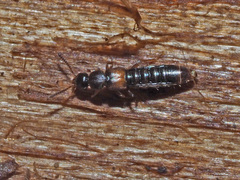 Phloeopora testacea