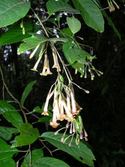 Cestrum guatemalense
