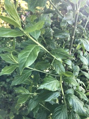 Euonymus europaeus