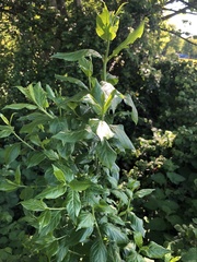 Euonymus europaeus