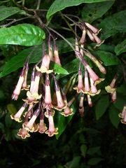 Cestrum guatemalense