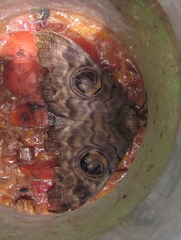 Erebus walkeri