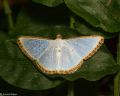 Leuciris fimbriaria