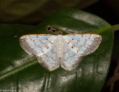 Berberodes cassiteris