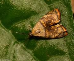 Rhobonda gaurisana