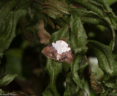 Eulepidotis vincentiata