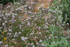 Phacelia cicutaria hispida