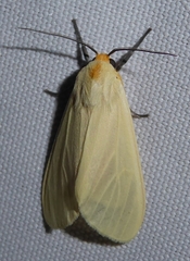 Pareuchaetes pseudoinsulata