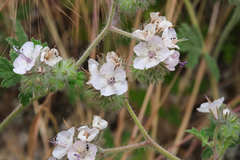 Phacelia cicutaria hispida