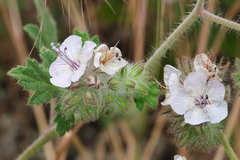 Phacelia cicutaria hispida