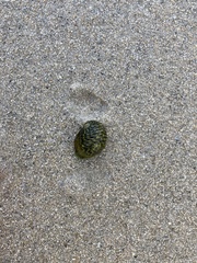 Nerita tessellata