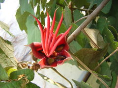 Chiranthodendron pentadactylon