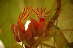 Chiranthodendron pentadactylon