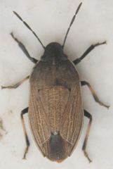 Ennius longulus