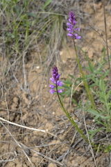 Polygala cretacea