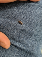 Armadillidium vulgare