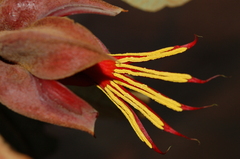 Chiranthodendron pentadactylon