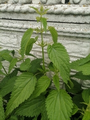 Urtica dioica