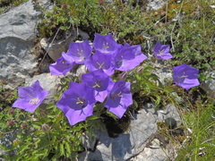Campanula carpatica