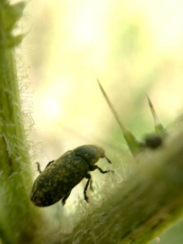 Nodding Thistle Receptacle Weevil photo 5