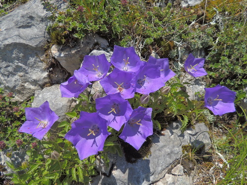 Image of Campanula carpatica by (c) xulescu_g, some rights reserved (CC BY-SA)