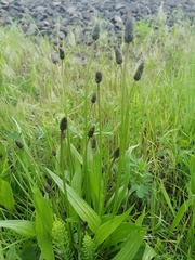 Plantago lanceolata