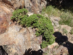 Ericameria cuneata
