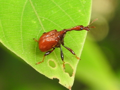 Apoderinae