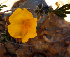 Fumana arabica