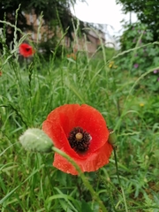 Papaver rhoeas