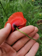 Papaver rhoeas