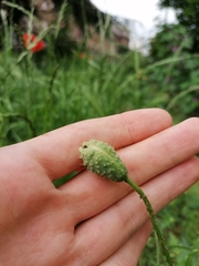 Papaver rhoeas