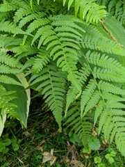 Deparia petersenii