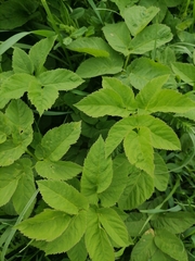 Aegopodium podagraria