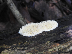 Protohydnum sclerodontium