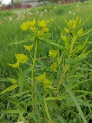 Euphorbia virgata